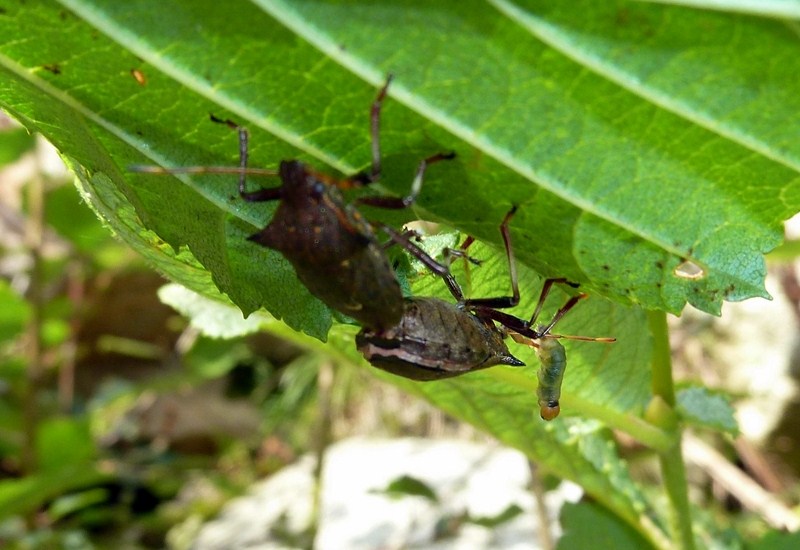 Pentatomidae Asopinae